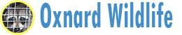 Oxnard Wildlife